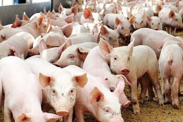 कैलाली-कञ्चनपुरमा बङ्गुरमा अफ्रिकन स्वाइन फिभर पुष्टि, सतर्क रहन आग्रह